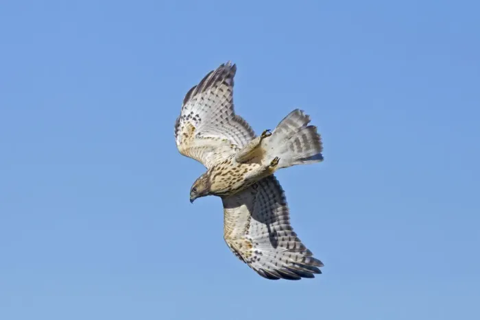 Framed Print : Red-shouldered Hawk - immature bird in flight during fall migration - October in Connecticut - USA Framed Print : Red-shouldered Hawk - immature bird in flight during fall migration - October in Connecticut - USA