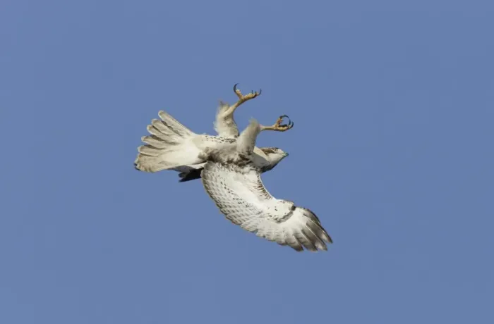 Framed Print : Red-shouldered Hawk - immature bird in flight flipping over to defend against a peregrine falcon during fall migration - October in Connecticut - USA Framed Print : Red-shouldered Hawk - immature bird in flight flipping over to defend against a peregrine falcon during fall migration - October in Connecticut - USA