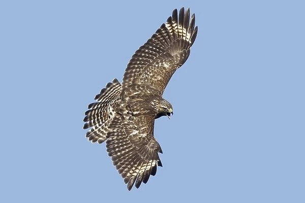 Red-shouldered Hawk. Immature in November during fall migration in CT