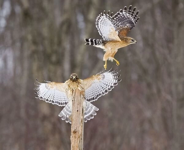 Red-shouldered Hawk - paired adults. Female landing, male taking off. CT in March