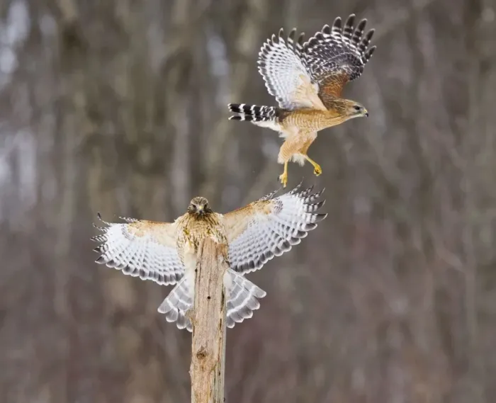 Framed Print : Red-shouldered Hawk - paired adults. Female landing, male taking off. CT in March Framed Print : Red-shouldered Hawk - paired adults. Female landing, male taking off. CT in March