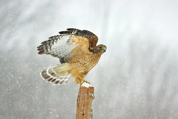 Red-shouldered Hawk - in snowstorm