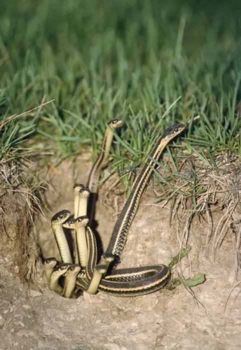 Framed Print : Red-sided Garter Snake - emerging from den Framed Print : Red-sided Garter Snake - emerging from den