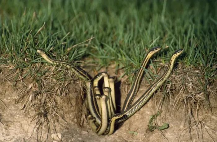 Framed Print : Red-sided Garter Snake - emerging from den Framed Print : Red-sided Garter Snake - emerging from den