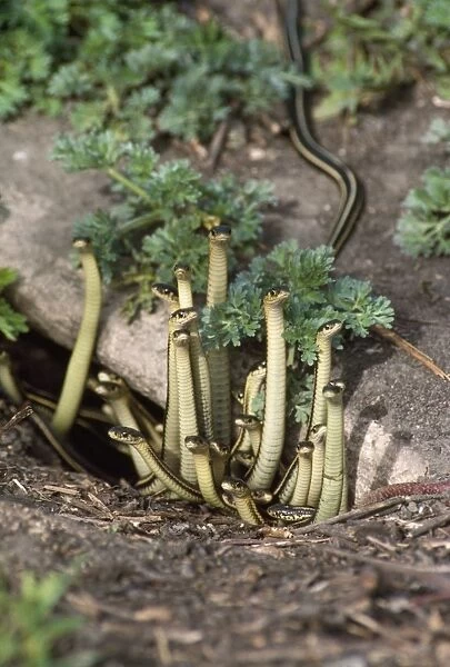 Red-sided Garter Snakes - emerging from den