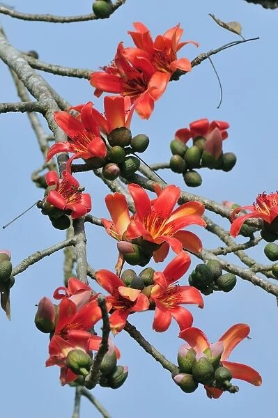 Red Silk-Cotton  /  Red Cotton Tree