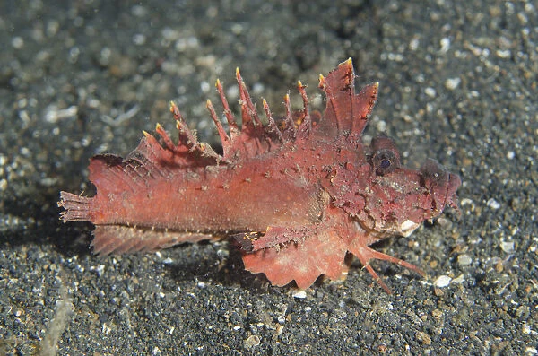 Red Spiny Devilfish - walking with modfied pectoral