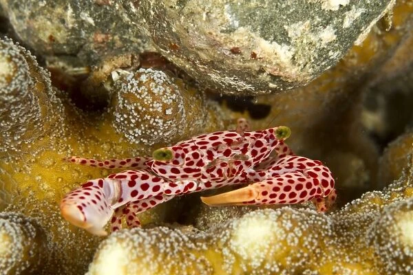 Red Spotted Coral Crab - Indonesia