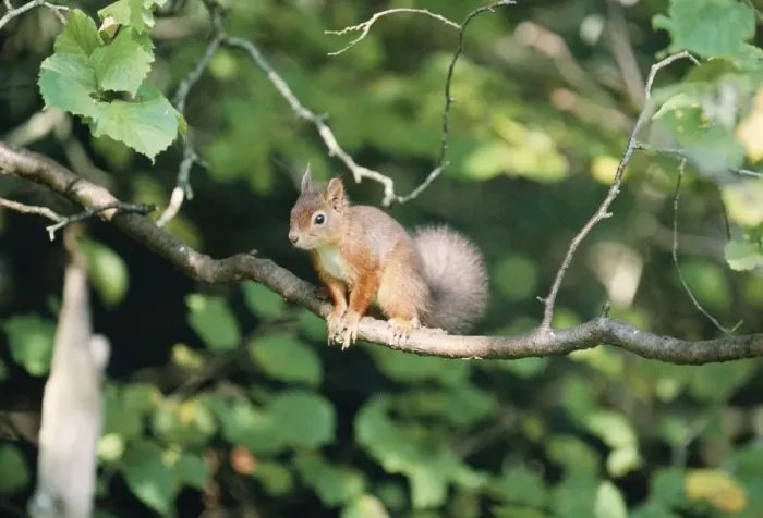 Framed Print : Red Squirrel Framed Print : Red Squirrel
