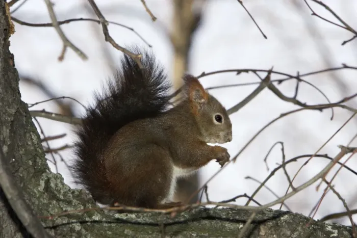 Framed Print : Red Squirrel Framed Print : Red Squirrel
