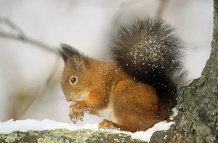 Framed Print : Red Squirrel Framed Print : Red Squirrel