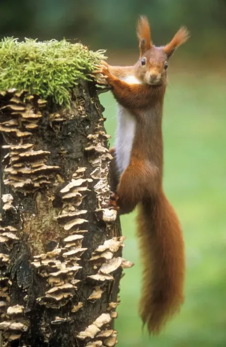 Framed Print : Red Squirrel Framed Print : Red Squirrel