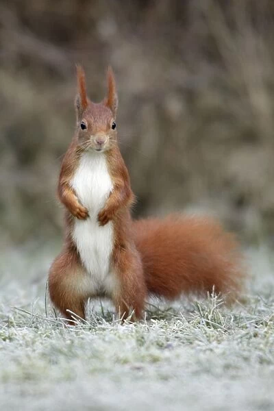 Red Squirrel - alert on frost covered garden lawn, Lower Saxony, Germany