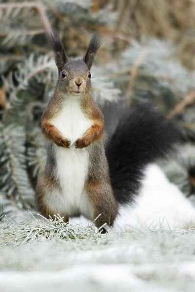 Red Squirrel - alert on garden lawn in winter, Lower Saxony, Germany