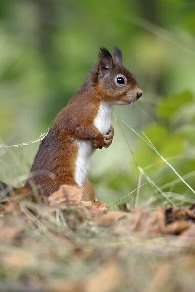 Red Squirrel - alert on the ground, Northumberland, England