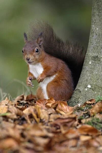 Red Squirrel - alert on the ground beside tree stem, Northumberland, England