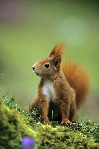 Red Squirrel - on alert Lower Saxony, Germany