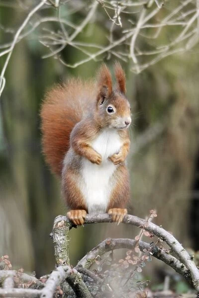 Red Squirrel - alert, sitting on shrub in garden, Lower Saxony, Germany