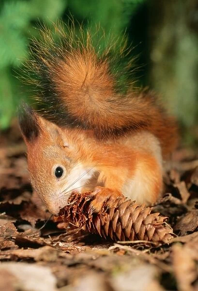 Red Squirrel ANZ 602 Eating Fir cone Sciurus vulgaris © Andrey Zvoznikov  /  ardea. com