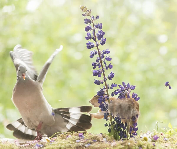 Red Squirrel attacking a woodpigeon behind lupine flowers