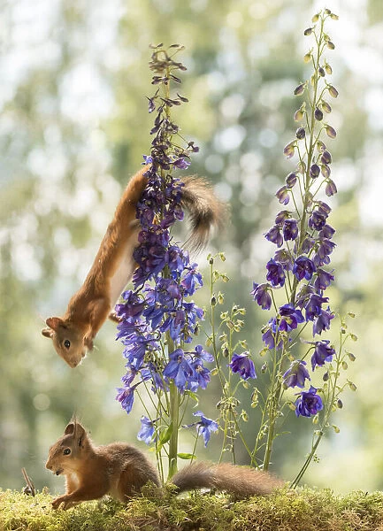 Red Squirrel attacks another from Delphinium flowers