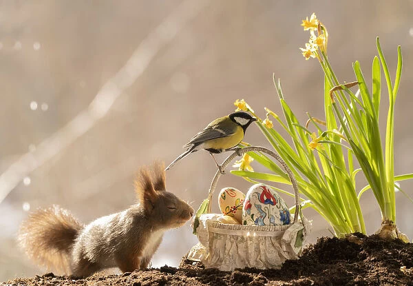 Red Squirrel with a basket with eggs and great tit