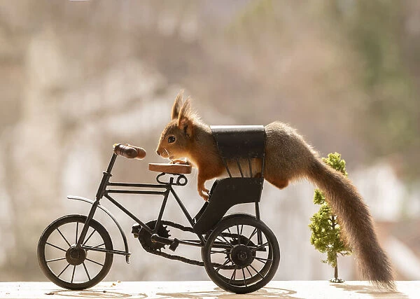 Red Squirrel on a bicycle