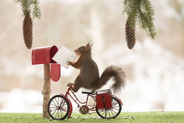 Red Squirrel on a bicycle with a mailbox