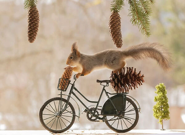 Red Squirrel on a bicycle with a pinecone