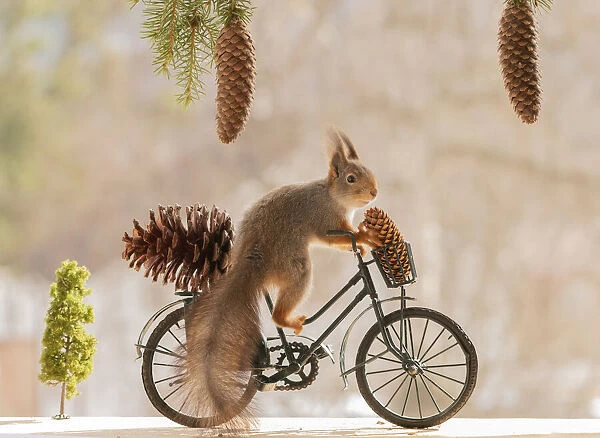 Red Squirrel on a bicycle with a pinecone
