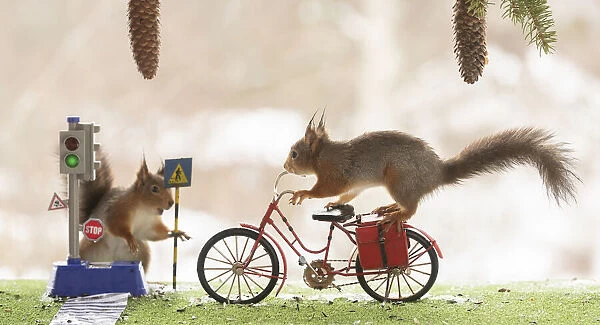 Red Squirrel on a bicycle with traffic light