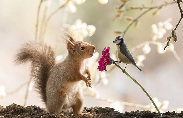 Red Squirrel with a blue tit and a daisy