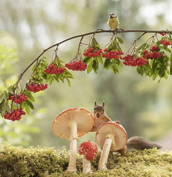 Red Squirrel and blue tit with toadstool