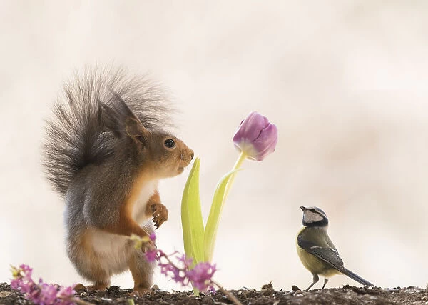 Red Squirrel and blue tit watching a tulip