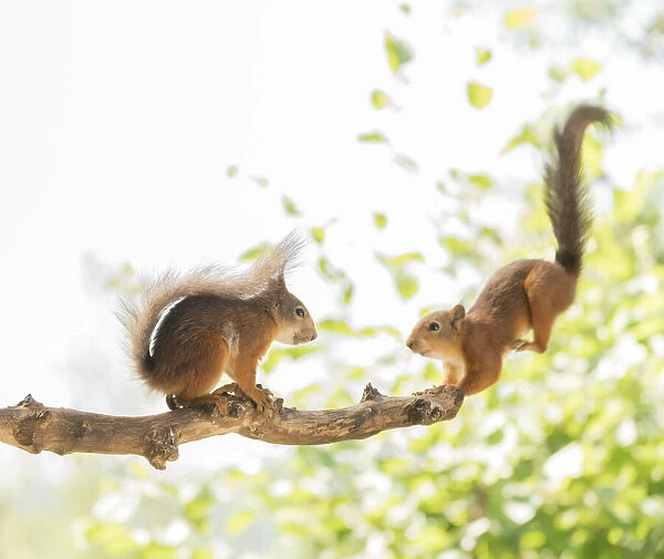 Red Squirrel on branch while another jumps