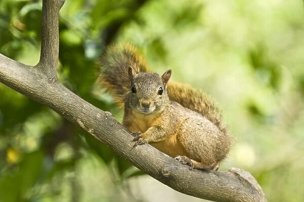 Red Squirrel - on branch - Tobago