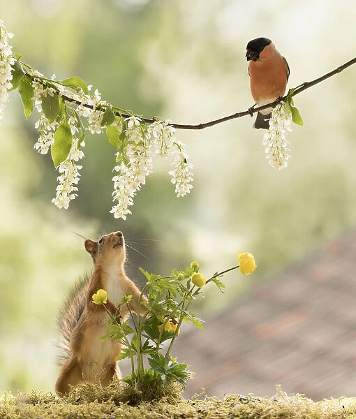 Red Squirrel and bullfinch with a hagberry flower branch