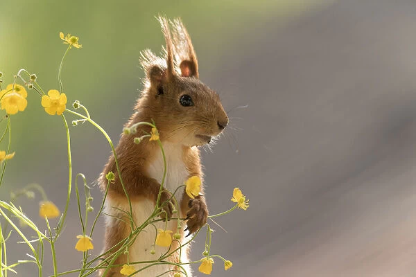 Red Squirrel with buttercup flowers