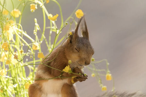 Red Squirrel with buttercup flowers and closed eyes