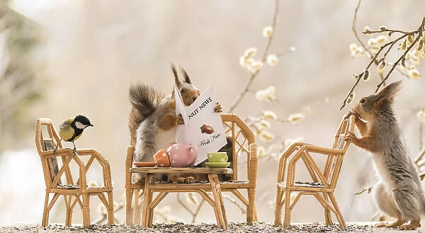 Red Squirrel on a chair holding a newspaper