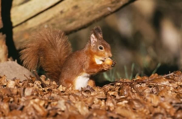 Red Squirrel CK 2476 Sclurus vulgaris © Chris Knights  /  ARDEA LONDON