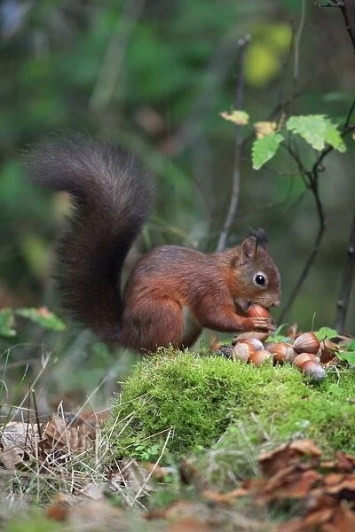 Red Squirrel - clasping hazel nut in mouth, Northumberland, autumn, England