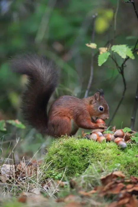 Framed Print : Red Squirrel - clasping hazel nut in mouth, Northumberland, autumn, England Framed Print : Red Squirrel - clasping hazel nut in mouth, Northumberland, autumn, England