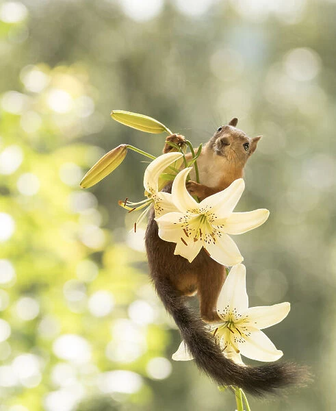 Red Squirrel climb in a tiger lily flower