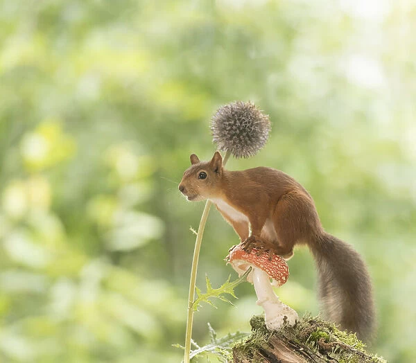 Red Squirrel climb on a toadstool