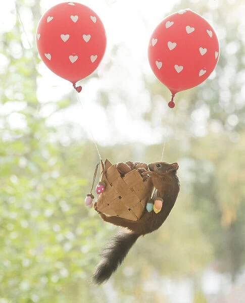 Red Squirrel climbing in an air balloon