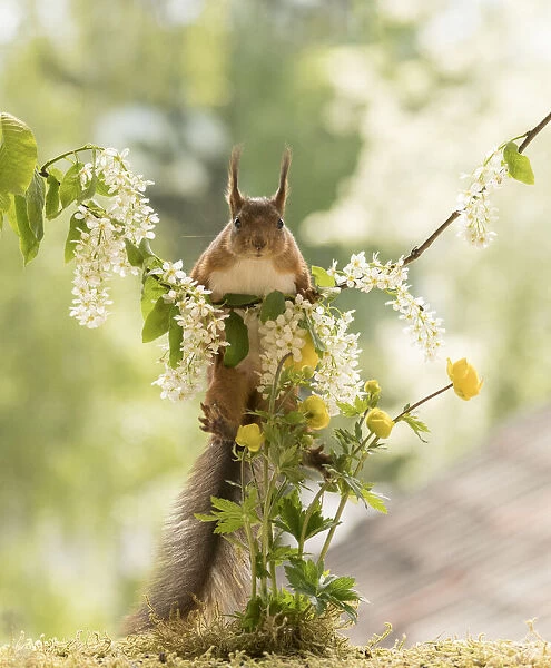 Red Squirrel is climbing in hackberry flower branches