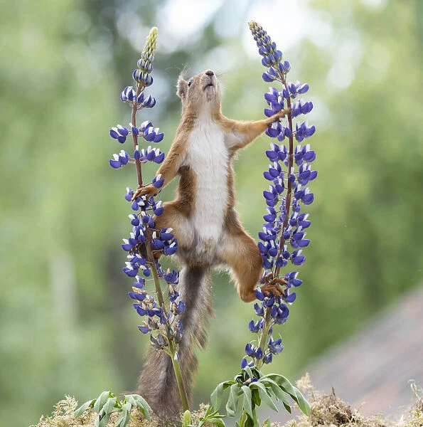red squirrel climbing between lupine flowers