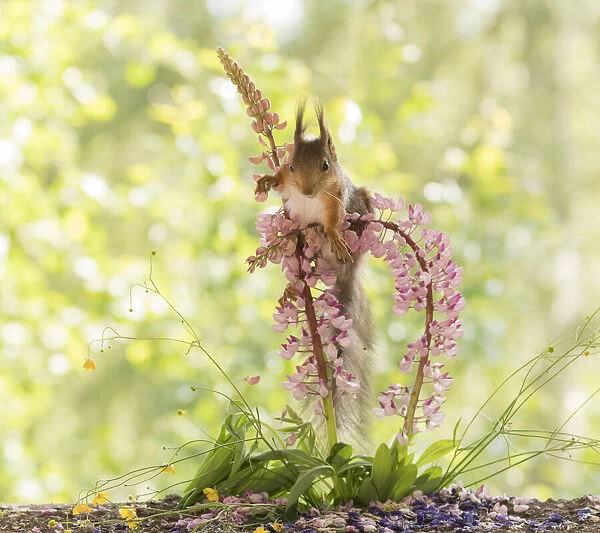 Red Squirrel climbing on lupine flowers