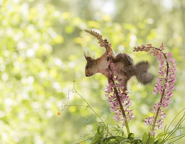 Red Squirrel climbing in lupine flowers
